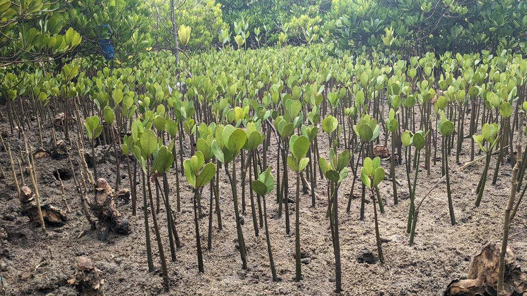 Environmental Sustainability Programs